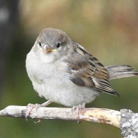 Sparrow